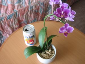 ロワジールホテル沖縄