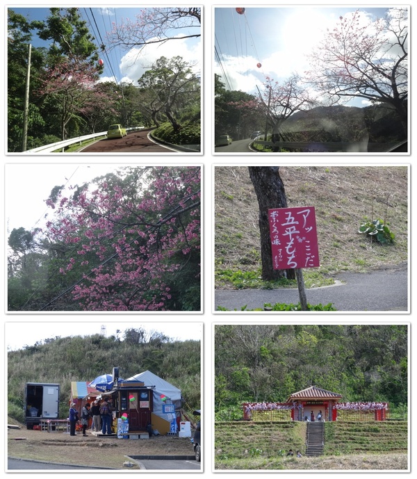 桜開花情報 日本一早い桜咲く 沖縄本部八重岳桜まつり