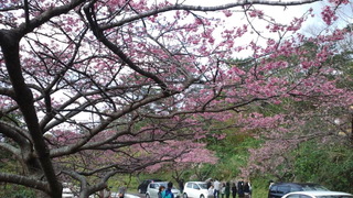 桜まつり