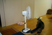 お嬢の戦い 2008/06/26 20:01:07