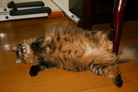 危機一髪 2008/06/18 20:06:19