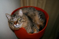 徹夜だゎ。。。 2008/07/02 20:16:41