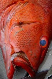 美味しい毒魚 2008/06/27 11:59:23