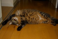 そろそろ爆発 2008/07/03 20:51:07