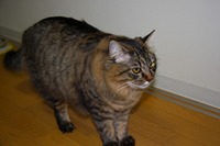 ヘーックション！ 2008/06/28 19:49:38