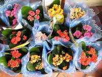 寄せ鉢の花