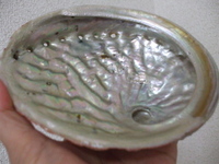 アワビの穴