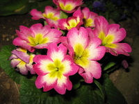 鮮やかな花