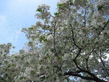 オオシマ桜