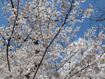 オオシマ桜