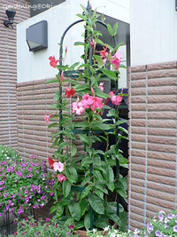 今日のマンデビラ 2006/08/20 21:47:43