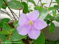 ノボタン今年も開花。 2007/06/26 12:24:44