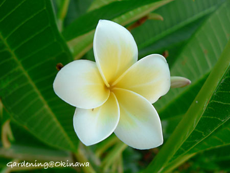 地植えプルメリアの花
