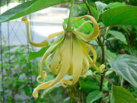 イランイランの花2007年夏・・・ 2007/09/15 18:32:36