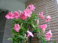 マンデビラが・・・ 2007/09/17 14:17:16