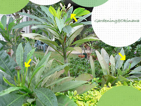 地植えのプルメリア