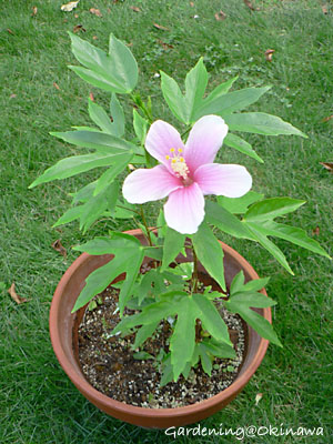 挿し芽のハイビスカス全体の姿