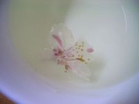 桜茶 2007/02/21 15:29:14