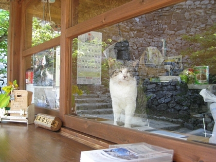 ガラスごしにうらめしそう