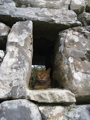 猫が見張り番