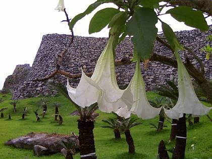 芝の緑もきれいになった今帰仁城