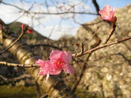2010年今帰仁城、桜の開花情報