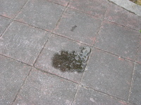 ウシ ウーティチャービラ 2008/04/26 08:14:23