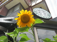 スタバでゴーヤー 2008/07/01 08:10:33