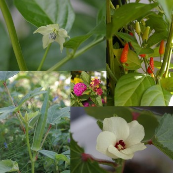 南国野菜の花。