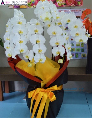 沖縄で胡蝶蘭　那覇の花屋