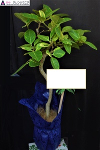 沖縄で開店祝いの観葉植物　花屋アレンジマニア