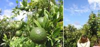 夏野菜☆ 2008/09/06 09:12:25