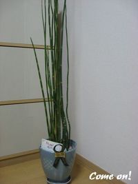 昨日は！ 2008/07/16 09:49:32