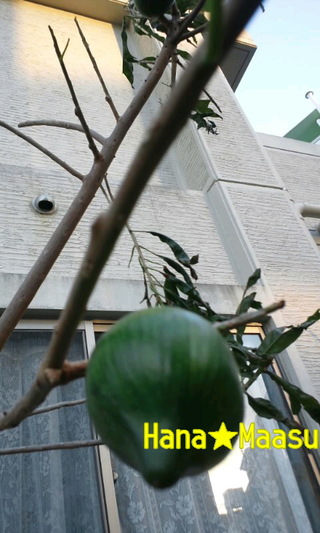 Sunday♪