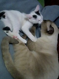 コミュニケーションって