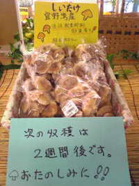 生椎茸