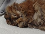ラー(我が家のネコちゃん)