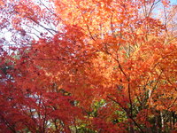 晩秋 2007/11/29 10:43:12