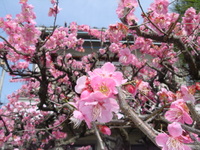春の香り 2008/03/25 15:10:29