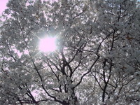 桜！さくら！Sakura! 2008/04/05 14:22:31