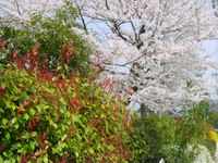 タロットリーディング中級講座 2008/04/14 15:46:29