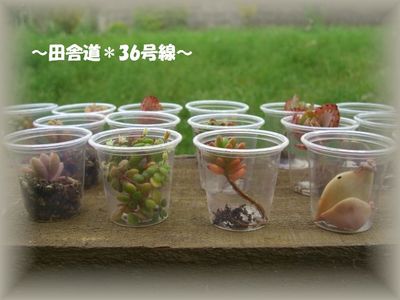 *おやこ市*