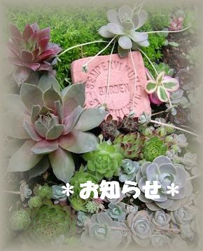 多肉植物