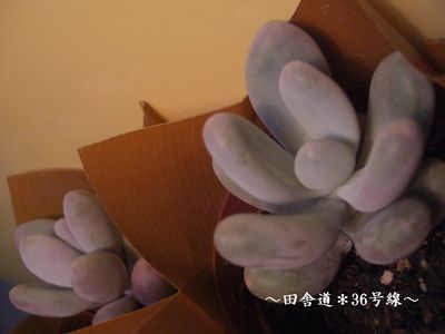 のみの市 【多肉植物3】
