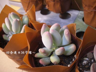 のみの市 【多肉植物3】