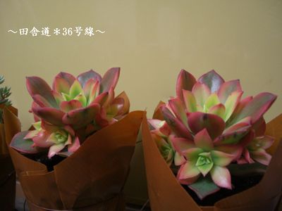 のみの市 【多肉植物5】