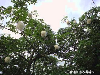 気になる 『木』
