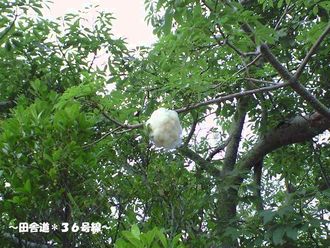 気になる 『木』