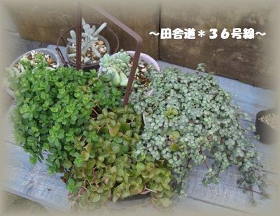 多肉*植え替え~多肉畑~