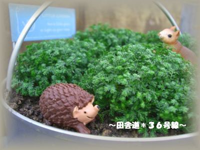 *クッションモス*